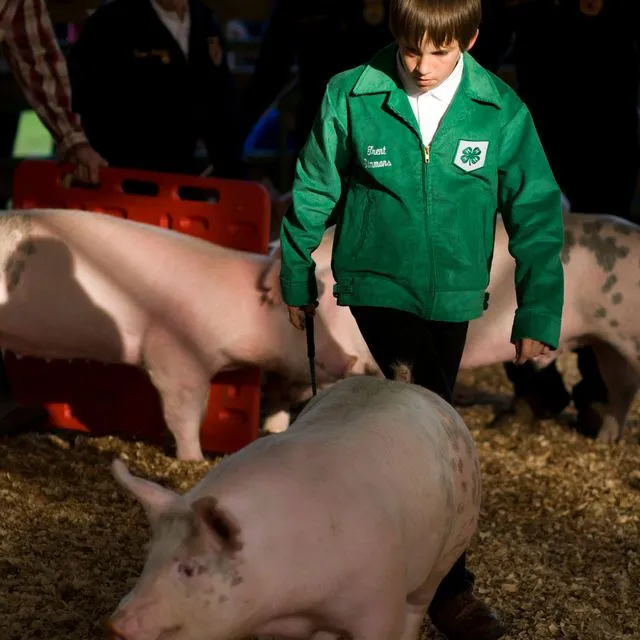 thumbnail for publication: Risk Management for Florida 4-H Youth Development Work: Large Animals—Livestock